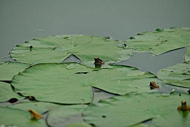 地雷社公布神秘新作预告 11月25日更新详细情报